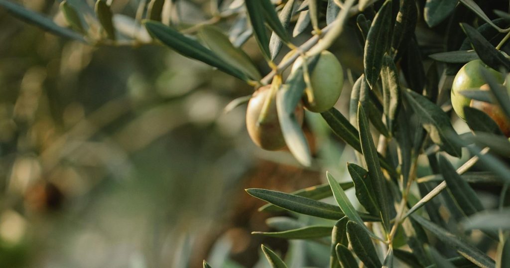 Antibiotici iz maslinova lista – pronađeni kompjutorom