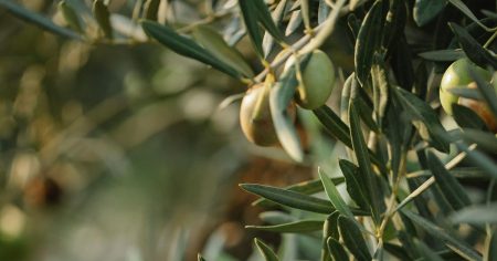 Antibiotici iz maslinova lista – pronađeni kompjutorom