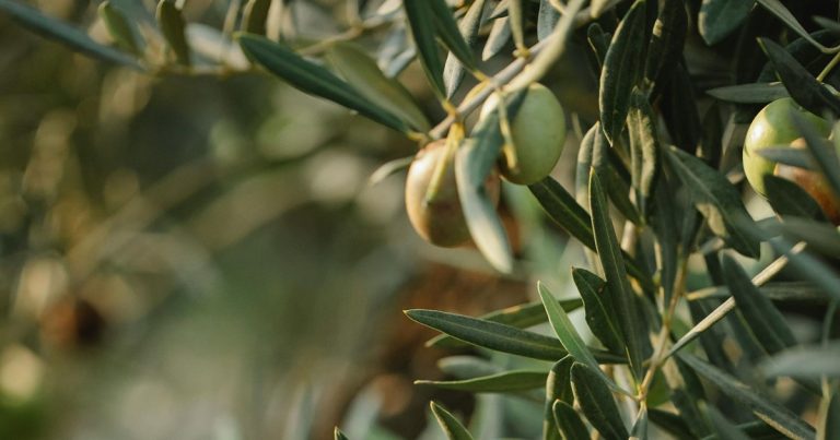 Antibiotici iz maslinova lista – pronađeni kompjutorom