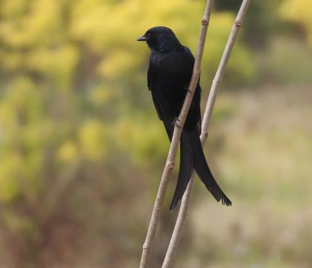 Upoznajte pticu koja laže drugim životinjama kako bi došla do hrane
