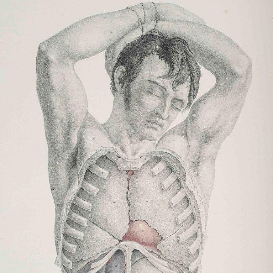Šokantna istorija anatomskog slikarstva