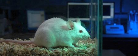 Miš koji „pali lampice kad mu prorade geni: fluorescentna transkripcija uživo Miš koji „pali lampice kad mu prorade geni: fluorescentna transkripcija uživo