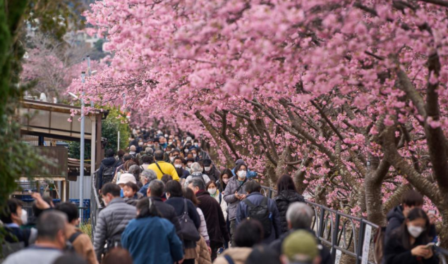 Japan zbog gužvi otkazao festival cvjetanja trešnje kod planine Fuji Japan zbog gužvi otkazao festival cvjetanja trešnje kod planine Fuji