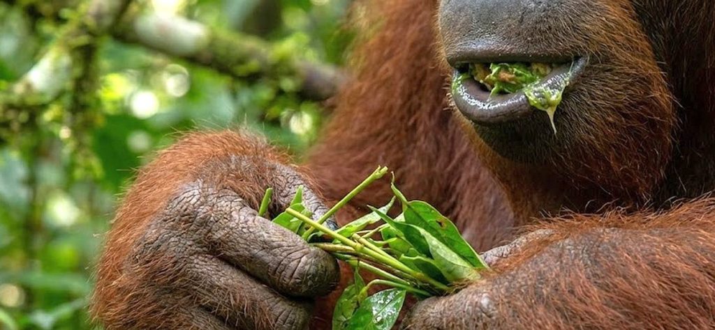 Zoofarmakognozija: životinje u vlastitoj prirodnoj ljekarni