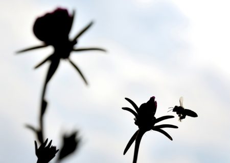 Sezonske alergije: Da li imunoterapija može pomoći?