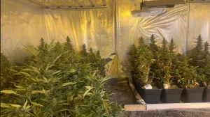 Zapljena u BiH: Vremešni diler pao sa skoro sedam kilograma droge