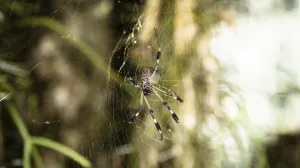 Ne bacajte tupe makaze: Zbog ovog trika s aluminijskom folijom će biti kao nove
