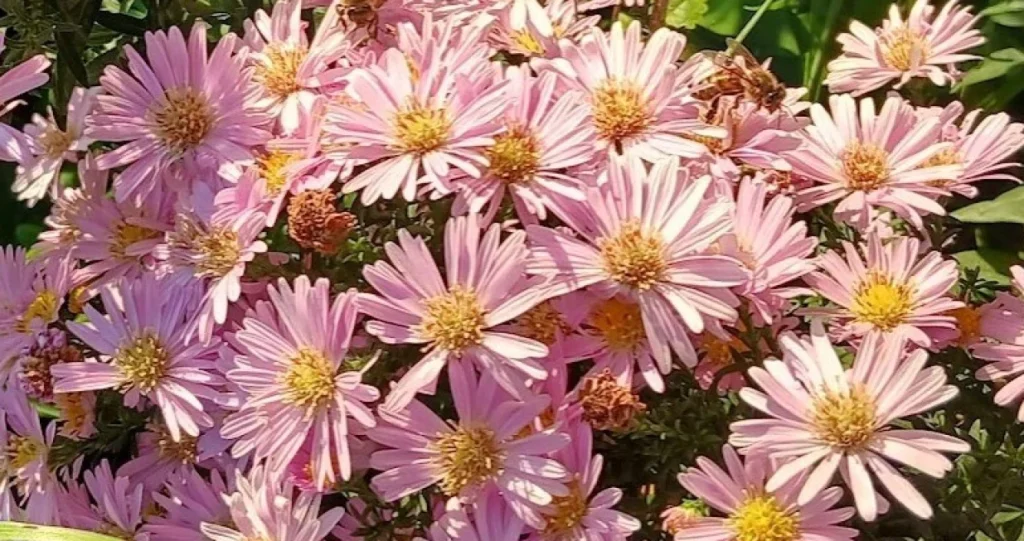 4 stvari koje muškatle ne podnose: Zbog toga neće da cvetaju, listovi im žute i polako venu