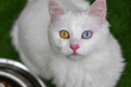 Na turskom univerzitetu rade na očuvanju čistokrvne rase Van mačke