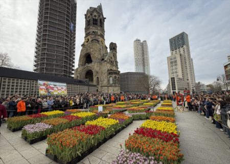 50.000 tulipana podijeljeno iz vrta tulipana postavljenog na berlinskom Breitscheidplatzu