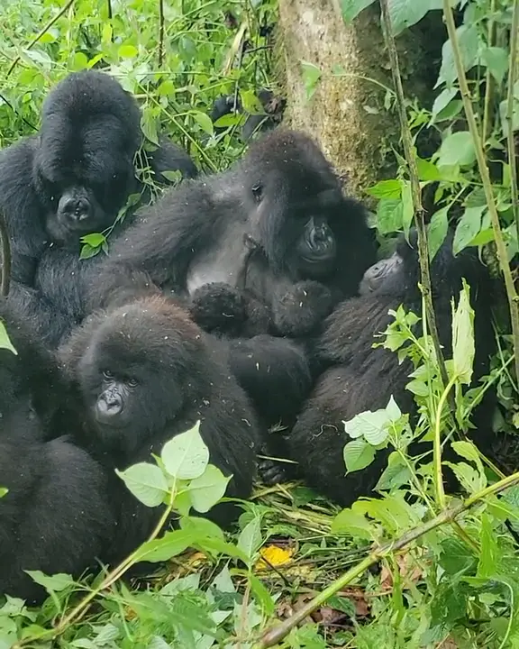 Rijetki fenomen u Africi: drugi par blizanaca planinskih gorila rođen u nacionalnom parku Virunga
