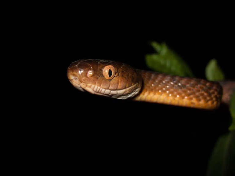 Kako je zmija iz Drugog svjetskog rata dovela do izumiranja više od 10 vrsta u samo nekoliko godina