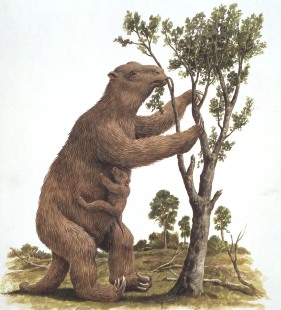 Ovi džinovski ljenjivci su nam dali avokado – i kako, objašnjava evolucijski biolog