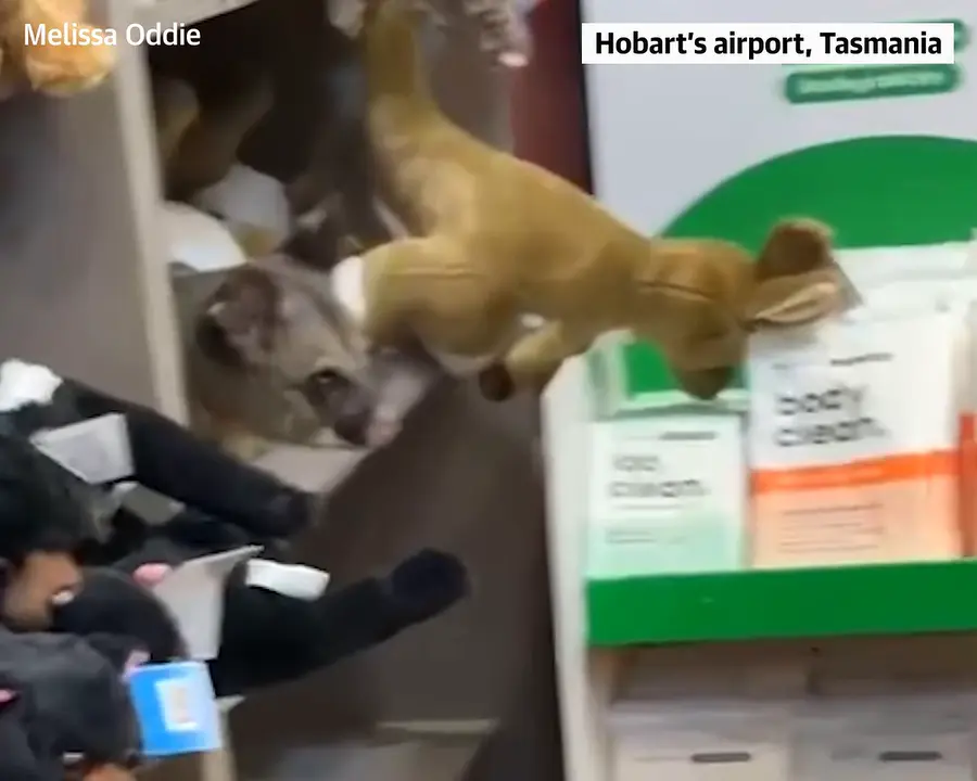 Živi oposum se pridružio plišanim igračkama u suvenirnici aerodroma Hobart
