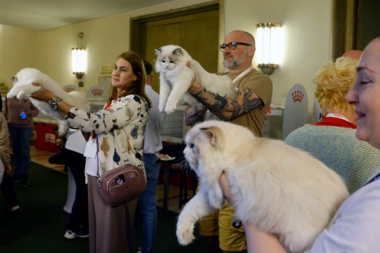 Oskari za mačke – Bukurešt ugostio evropsku elitu rasnih ljubimaca na spektakularnom takmičenju Oskari za mačke – Bukurešt ugostio evropsku elitu rasnih ljubimaca na spektakularnom takmičenju