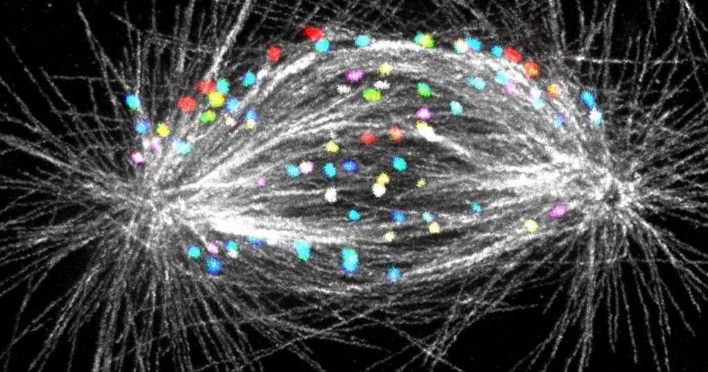 Tim s Ruđera otkrio ključ genetske stabilnosti