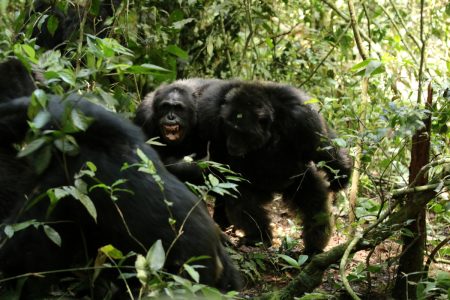 Građanski rat čimpanzi je stvaran i dešava se u Ugandi