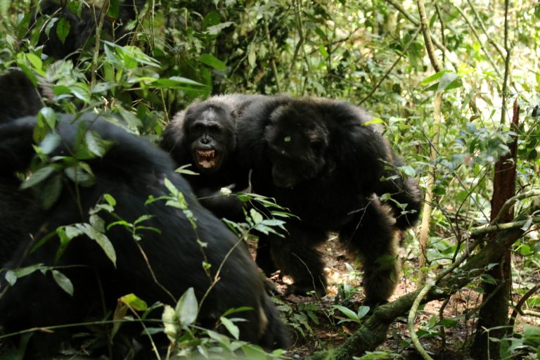 Građanski rat čimpanzi je stvaran i dešava se u Ugandi