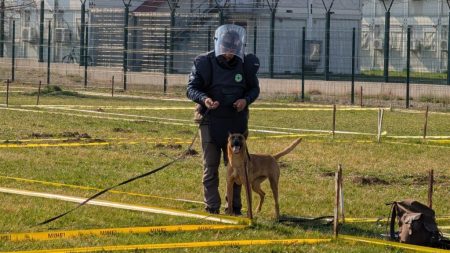 Njuškanje opasnosti: Elitni psi u potrazi za zakopanim minama u BiH