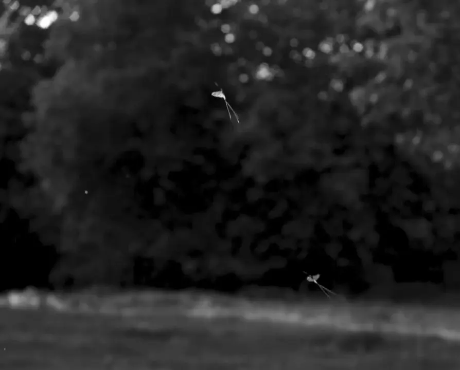 Ples stariji od dinosaursa: Konačno razotkrivena tajna neobičnog leta jednodnevki