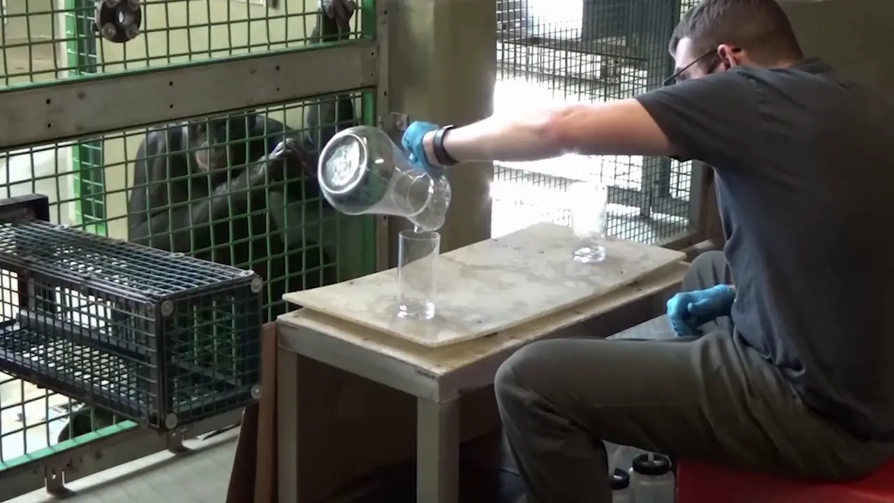 Bonobi priređuju čajanke, čimpanze razmišljaju racionalno: Veliki majmuni sličniji ljudima nego što smo ikada mislili