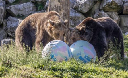 Životinje u ZOO dobile uskršnje pisanice i novi termitnjak