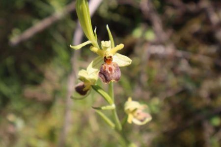 U Blagaju pronađena rijetka vrsta orhideje