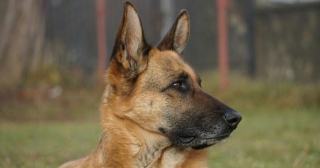 Znanost razotkriva tajnu psećeg njuha