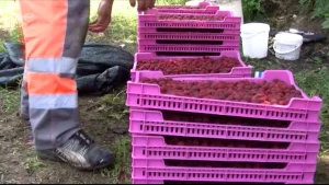 Malinari u Željeznom Polju se okreću menti, zovi i koprivi