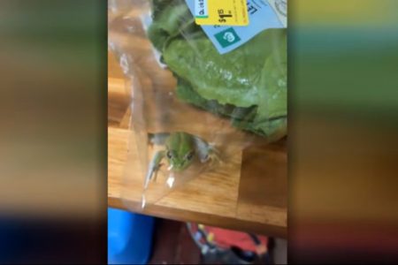 Australijanac u kesi salate iz supermarketa pronašao živu žabu Australijanac u kesi salate iz supermarketa pronašao živu žabu