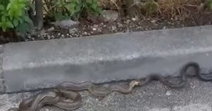 Zmije u blizini hotela u Sarajevu izazvale paniku: Sezona parenja (VIDEO)