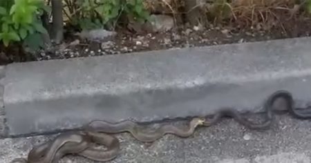 Zmije u blizini hotela u Sarajevu izazvale paniku: Sezona parenja (VIDEO) Zmije u blizini hotela u Sarajevu izazvale paniku: Sezona parenja (VIDEO)