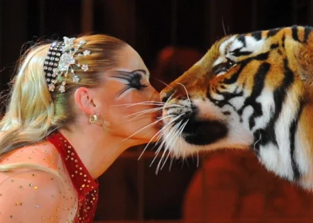 Tigar Sandokan usmrćen nakon bijega koji je uznemirio stanovnike Schkeuditza Tigar Sandokan usmrćen nakon bijega koji je uznemirio stanovnike Schkeuditza