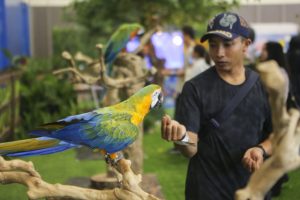 Festival kućnih ljubimaca u Indoneziji
