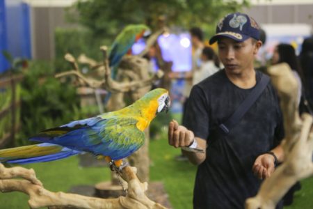 Festival kućnih ljubimaca u Indoneziji