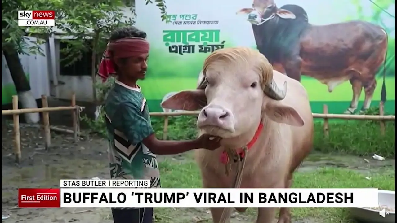 Neobični bivol sa Trumpovom frizurom privlači mase u Bangladešu Neobični bivol sa Trumpovom frizurom privlači mase u Bangladešu