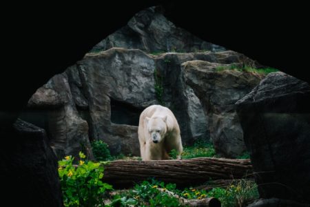 Bečki Schönbrunn Zoo čuva stoljetnu tradiciju i ugrožene vrste