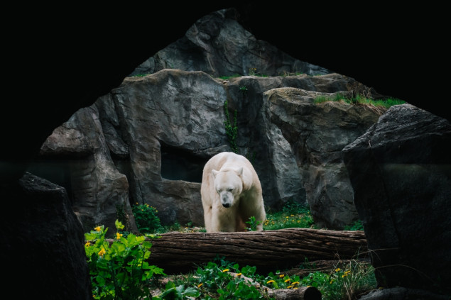 Bečki Schönbrunn Zoo čuva stoljetnu tradiciju i ugrožene vrste Bečki Schönbrunn Zoo čuva stoljetnu tradiciju i ugrožene vrste