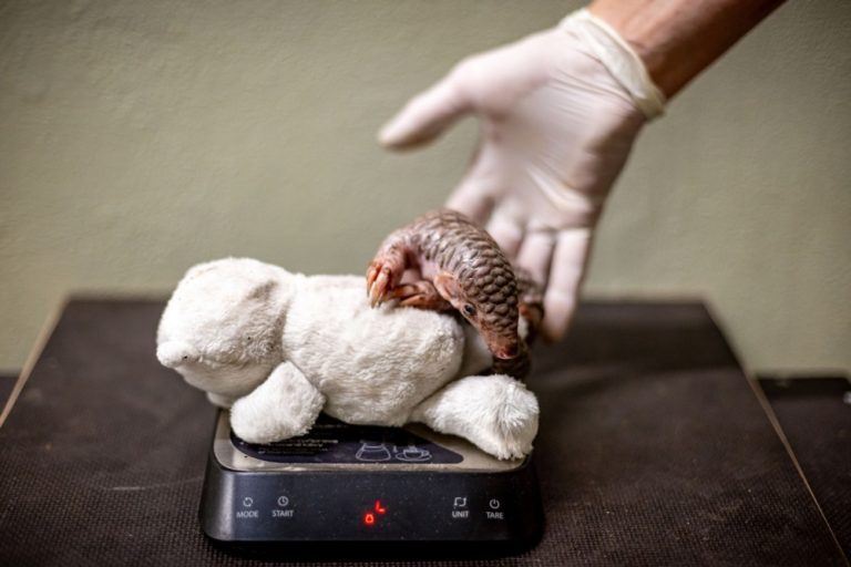 Od crnog tržišta do slobode: Pangolin Stevie uspješno vraćen u divljinu Od crnog tržišta do slobode: Pangolin Stevie uspješno vraćen u divljinu