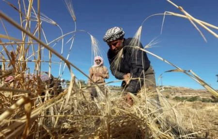 Žetva pšenice kao čin otpora: Palestinski farmeri u Zapadnoj obali beru usjeve pod prijetnjom napada Žetva pšenice kao čin otpora: Palestinski farmeri u Zapadnoj obali beru usjeve pod prijetnjom napada