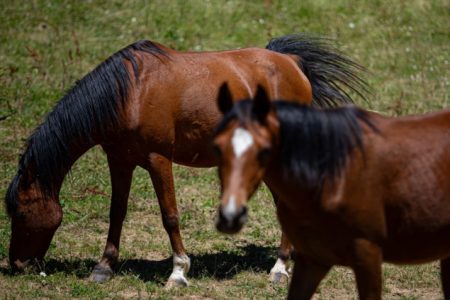 Pasmina stara 134 godine: Bosanski arapski konj sačuvan je ljubavlju ljudi koji su ga uzgajali Pasmina stara 134 godine: Bosanski arapski konj sačuvan je ljubavlju ljudi koji su ga uzgajali