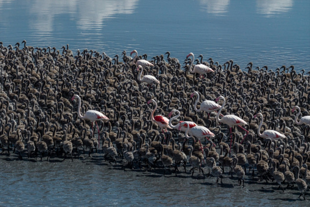 Flamingosi na jezeru Tuz: Hiljade mladunaca u jednom od najvažnijih močvarnih ekosistema Turske Flamingosi na jezeru Tuz: Hiljade mladunaca u jednom od najvažnijih močvarnih ekosistema Turske