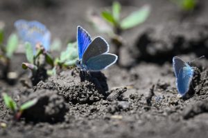 Plavi leptiri obasjali prirodu: Ljetna čarolija biodiverziteta u selu Kuyucuk