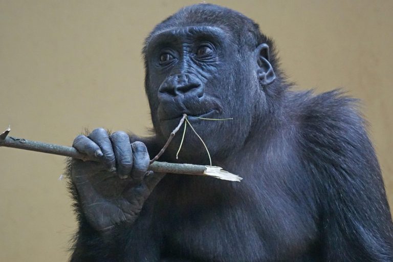 Naučnici škakiljali gorile pa došli do evolucijskog otkrića o ljudima