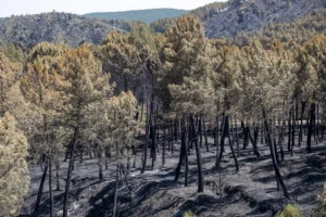 Najveći požar u Španiji ove godine gori peti dan zaredom, prijeti novi toplotni val