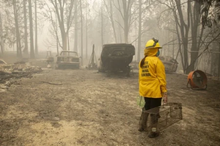 Italija istražuje navode da su mačke korištene za podmetanje šumskih požara u Kalabriji Italija istražuje navode da su mačke korištene za podmetanje šumskih požara u Kalabriji