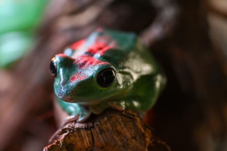 Velika leteća žaba među atrakcijama moskovskog zoološkog vrta