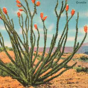 Ghost Funk Orchestra – „Ocotillo“