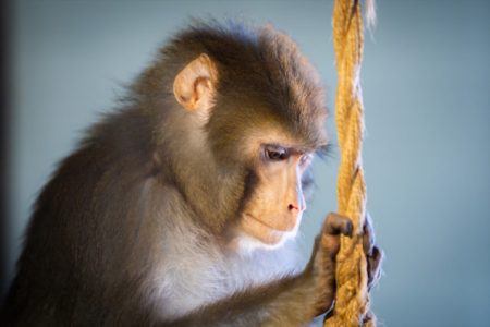 Spašeni makaki majmun dobio novi dom u Zoološkom parku u Ankari Spašeni makaki majmun dobio novi dom u Zoološkom parku u Ankari