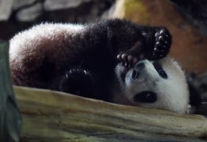 Veliki uspjeh za očuvanje prirode: Prvo mladunče pande u Indoneziji dobro napreduje